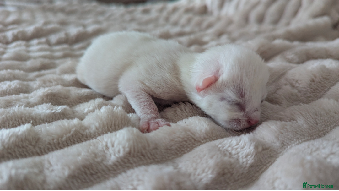 Mixed Breed cats for sale: White male kitten and 2 female kittens - Image 6