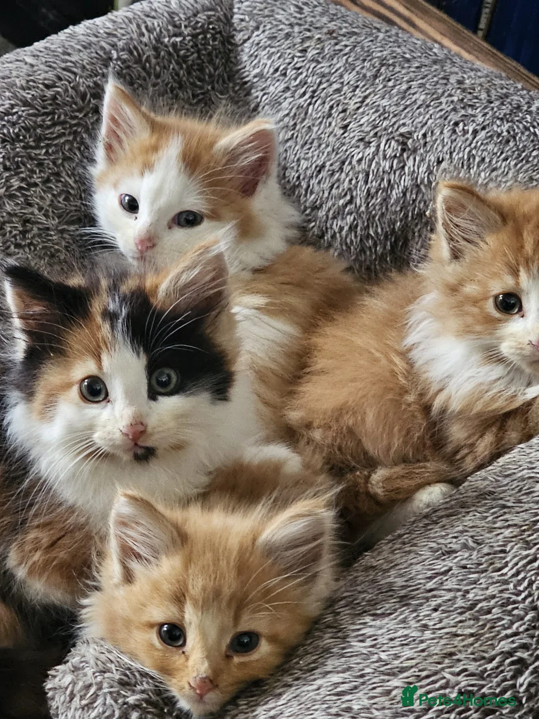Mixed Breed cats for sale: Adorable Fluffy Calico and Ginger Kittens - Advert 2