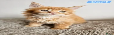 Maine Coon 4