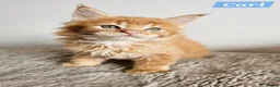 Maine Coon cats for sale: Exceptional red Maine Coon boys - Advert 3