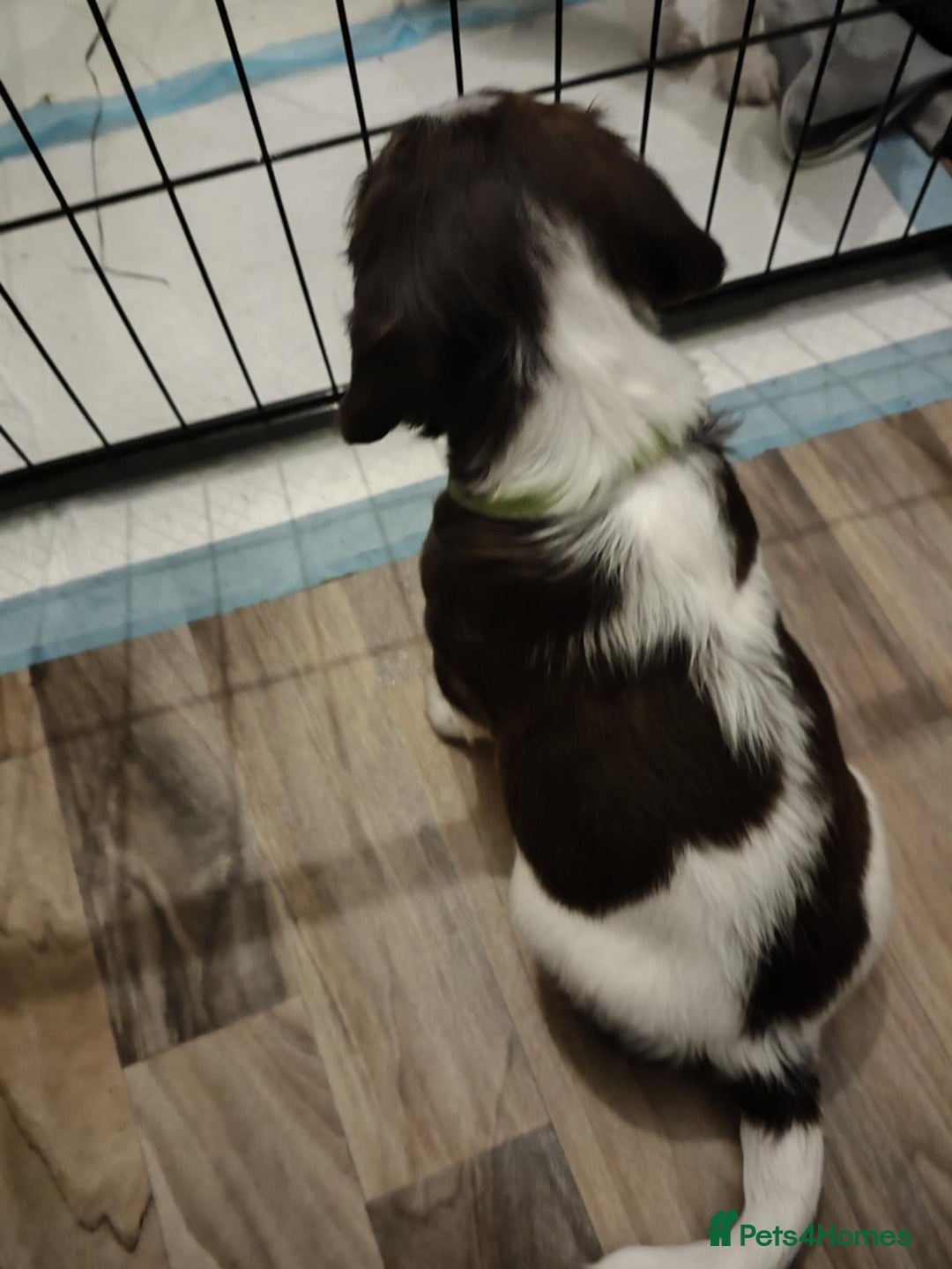 English Springer Spaniel dogs for sale: 🐾Beautiful KC Registered ES Spaniel Puppies🐾 - Image 12