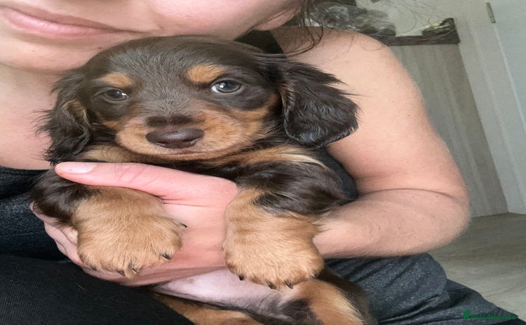 Miniature Dachshund dogs - Advert 1