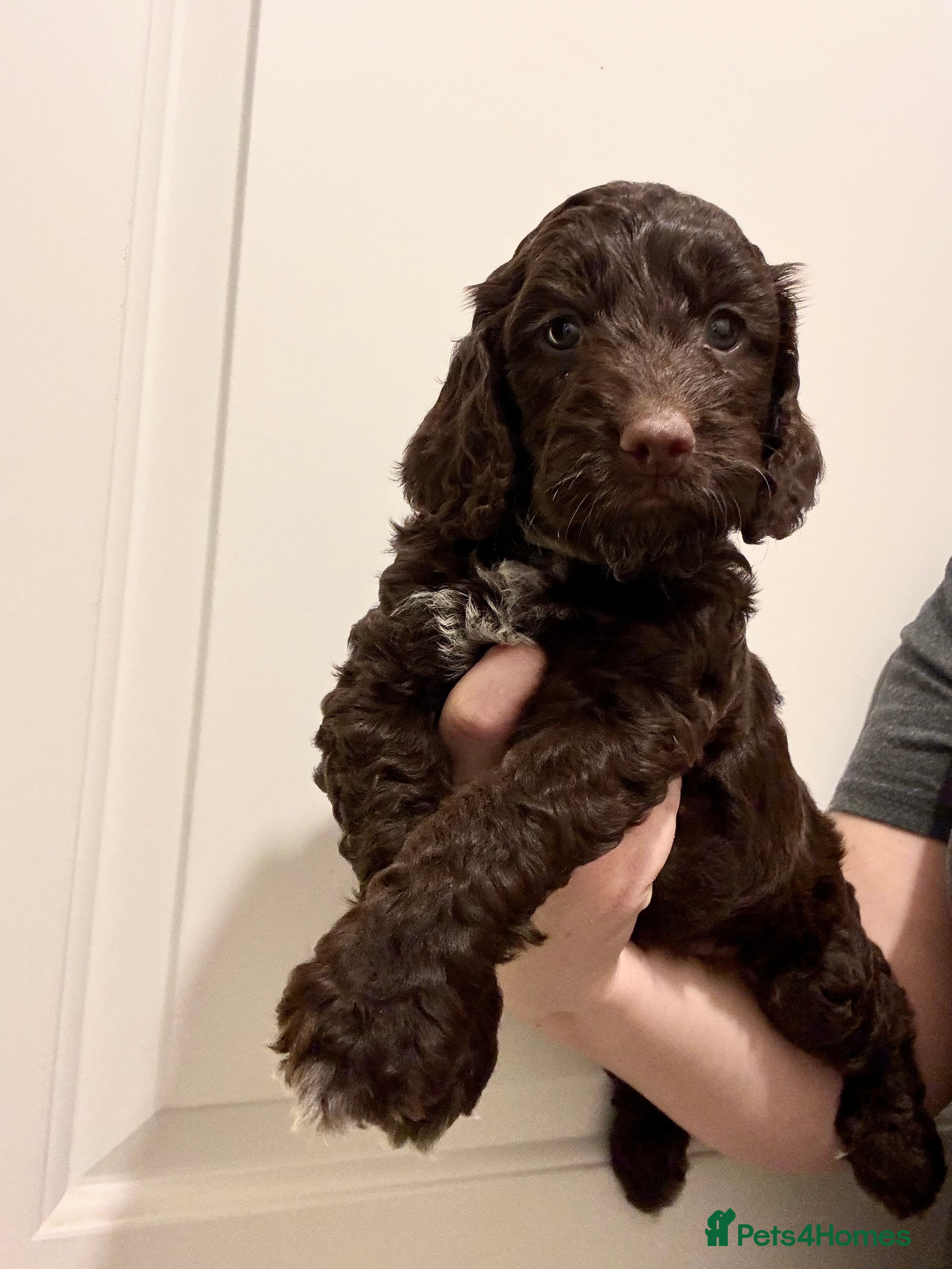 Cockapoo dogs Cockapoo, Ready half term, Chocolate boy left!! - Advert 3