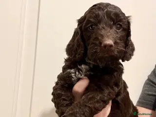 Cockapoo dogs Cockapoo, Ready half term, Chocolate boy left!! - Advert 3