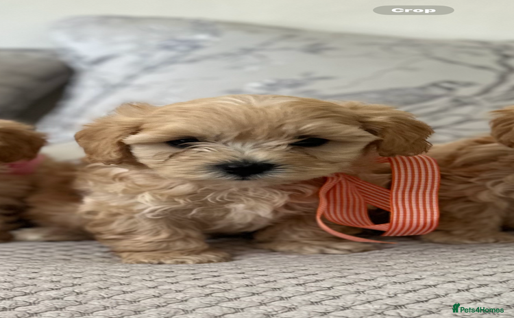 Maltipoo dogs - Advert 1