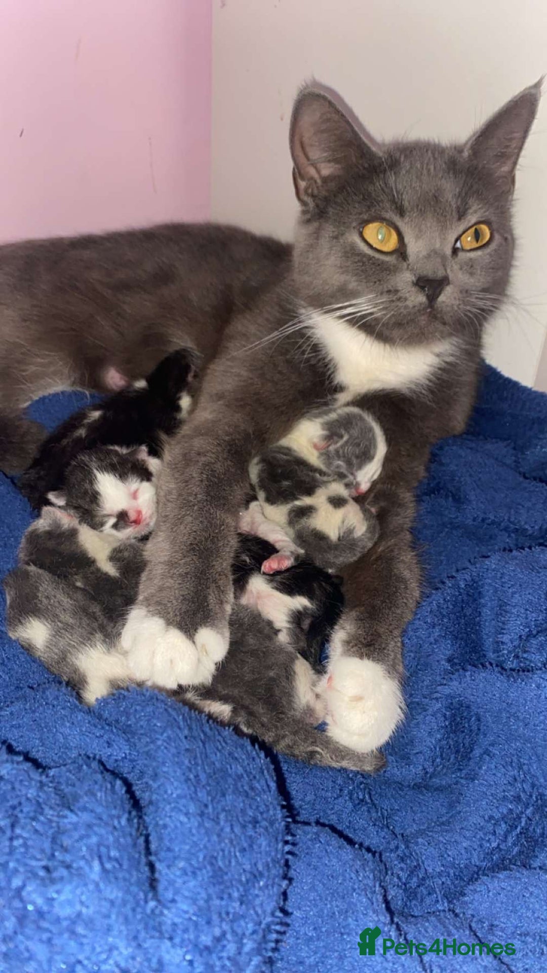 Mixed Breed cats for sale: mother is half Persian and dad domestic  - Advert 1