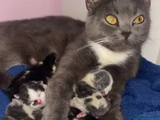 Mixed Breed cats mother is half Persian and dad domestic - Advert 3