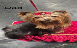 Yorkshire Terrier dogs for sale: Mini Yorkshire terrier puppies  - Image 13