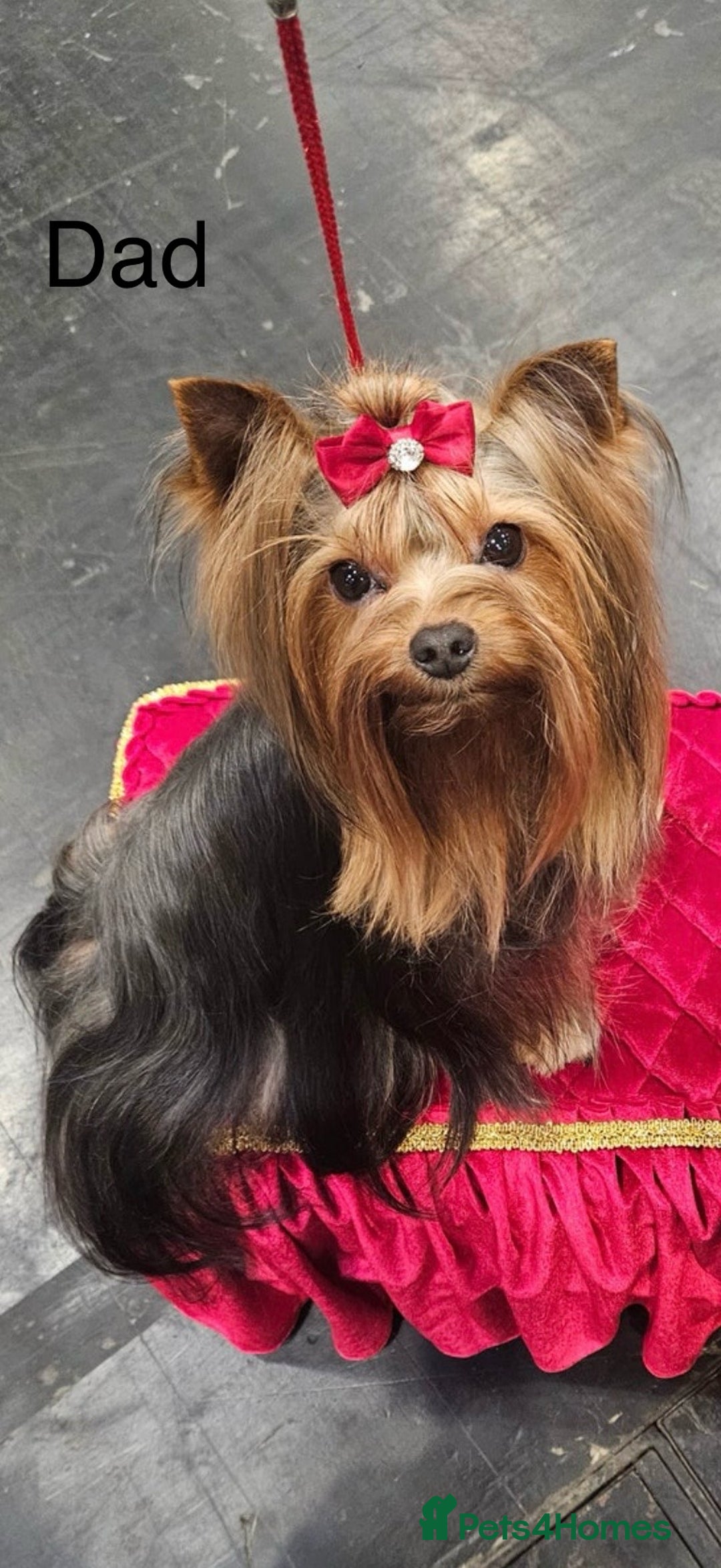 Yorkshire Terrier dogs for sale: Mini Yorkshire terrier puppies  - Image 13