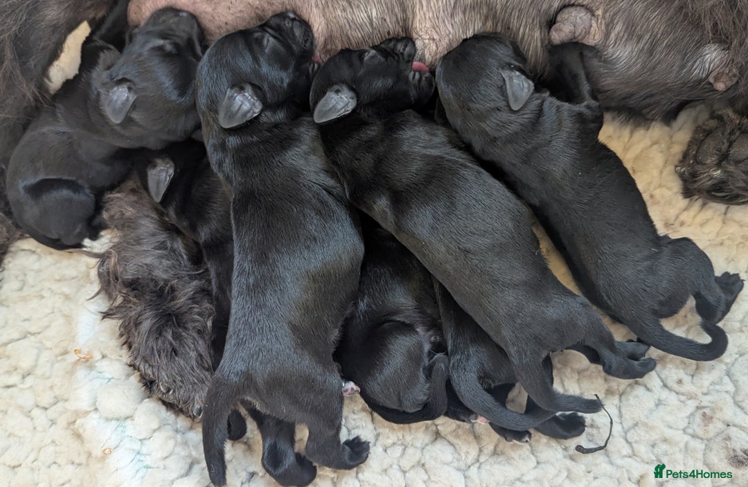 Miniature Schnauzer dogs for sale: Fully Health Tested,KC reg'd  Mini Schnauzer pups - Image 7