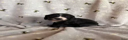 Cocker Spaniel dogs for sale: 6 Week old Working Cocker Spaniel Puppies - Advert 19