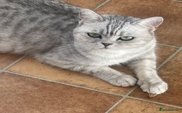 British Shorthair cats for sale: GCCF reg 6 month old BSH boy - Image 3