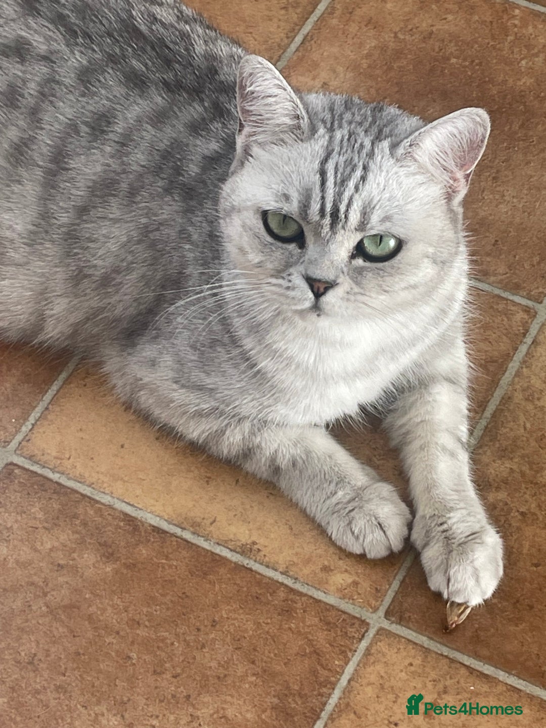 British Shorthair cats for sale: GCCF reg 6 month old BSH boy - Image 3