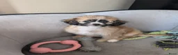 Mixed Breed dogs for sale: Shipoochis ready now 1 left - Advert 1