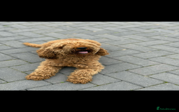 Maltipoo dogs for sale: Quality Korean maltipoos - Image 3