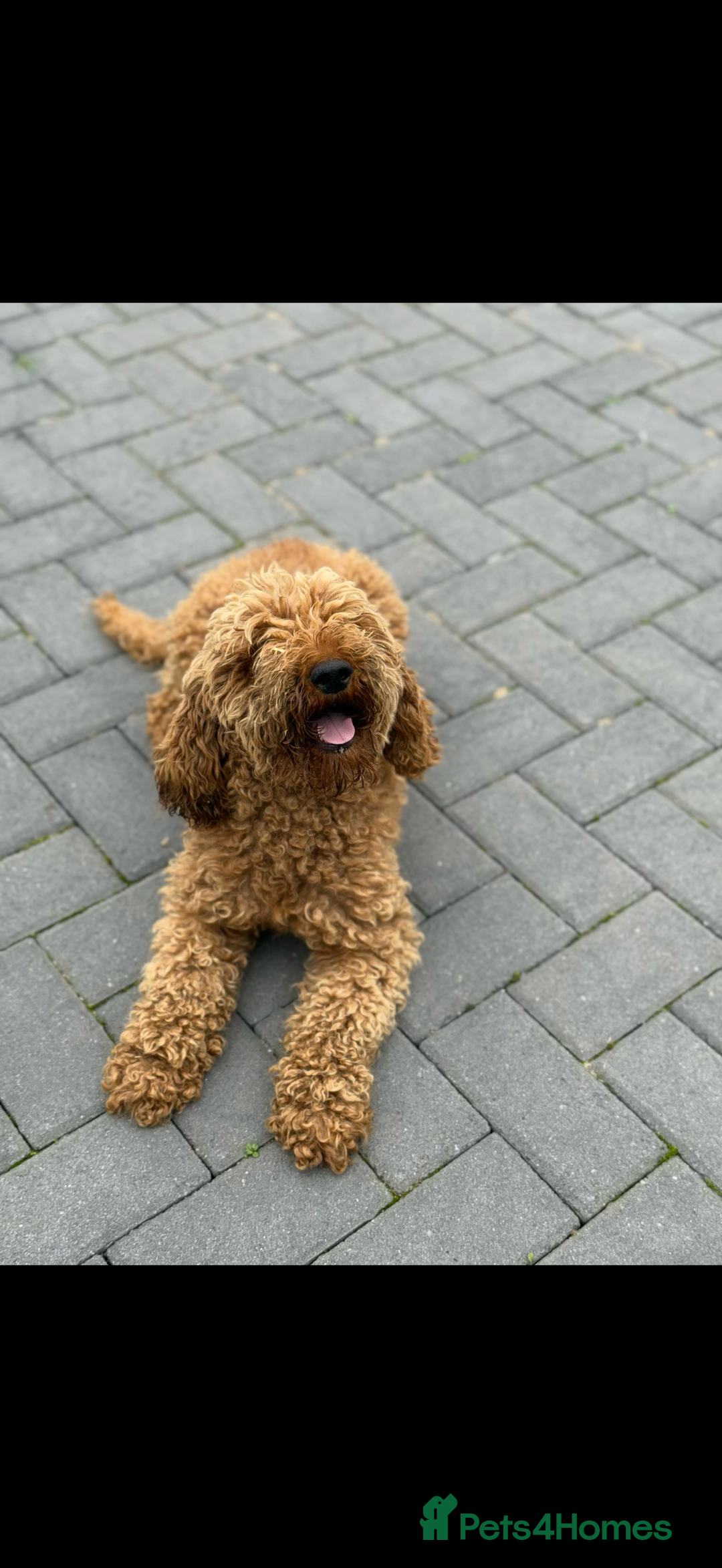 Maltipoo dogs for sale: Quality Korean maltipoos - Image 3