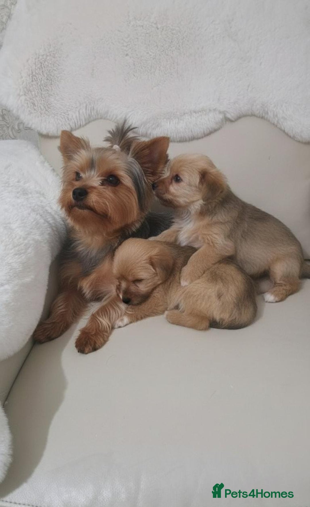 Yorkshire Terrier dogs for sale: Yorkshire terrier puppies - Advert 1