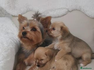 Yorkshire Terrier dogs Yorkshire terrier puppies - Advert 1