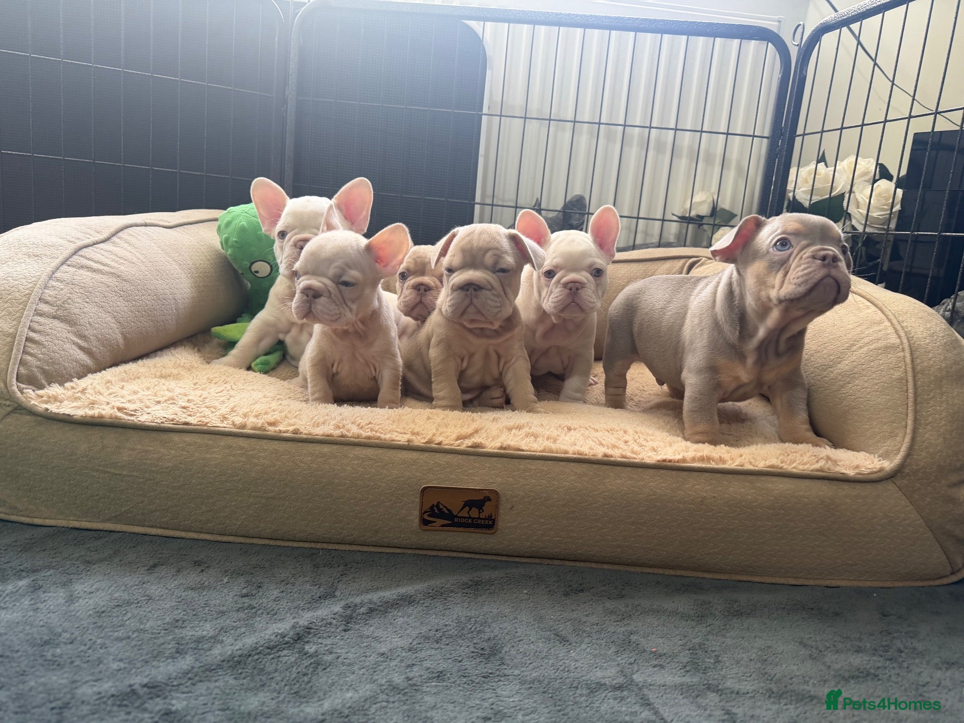 French Bulldog dogs New Shades Puppies/ DNA 🧬 Tested Parents  - Advert 2
