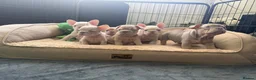 French Bulldog dogs for sale: New Shades Puppies/ DNA 🧬 Tested Parents  - Advert 1