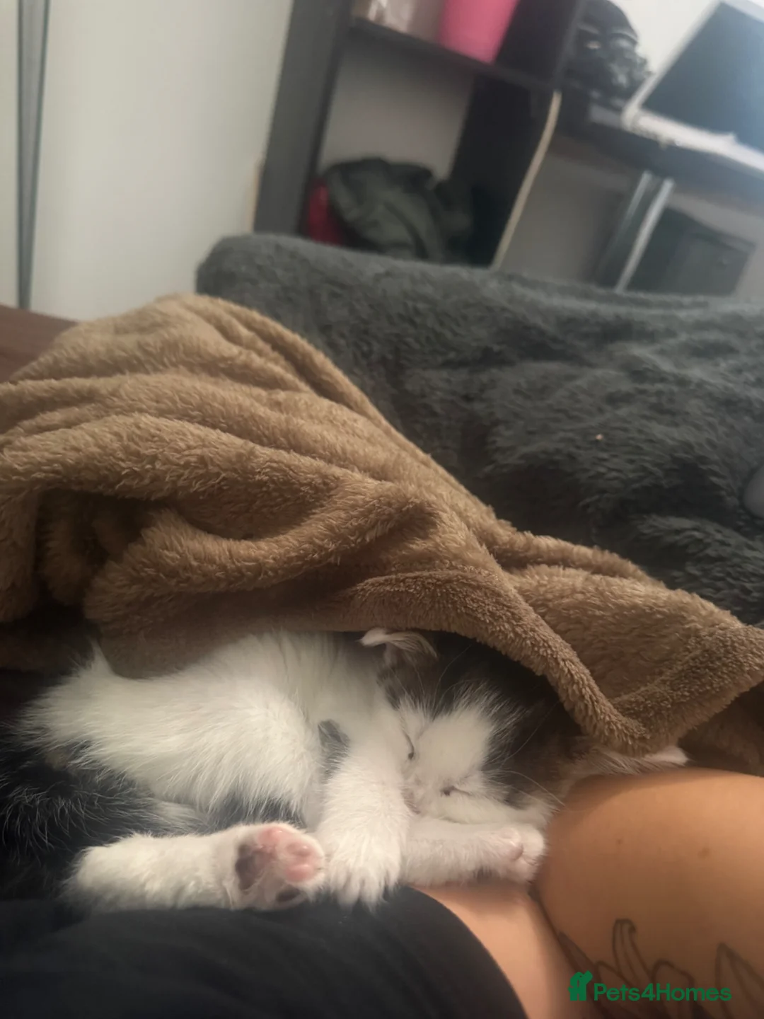 Domestic Shorthair cats for sale: 11 week old kitten ready to leave - Advert 2