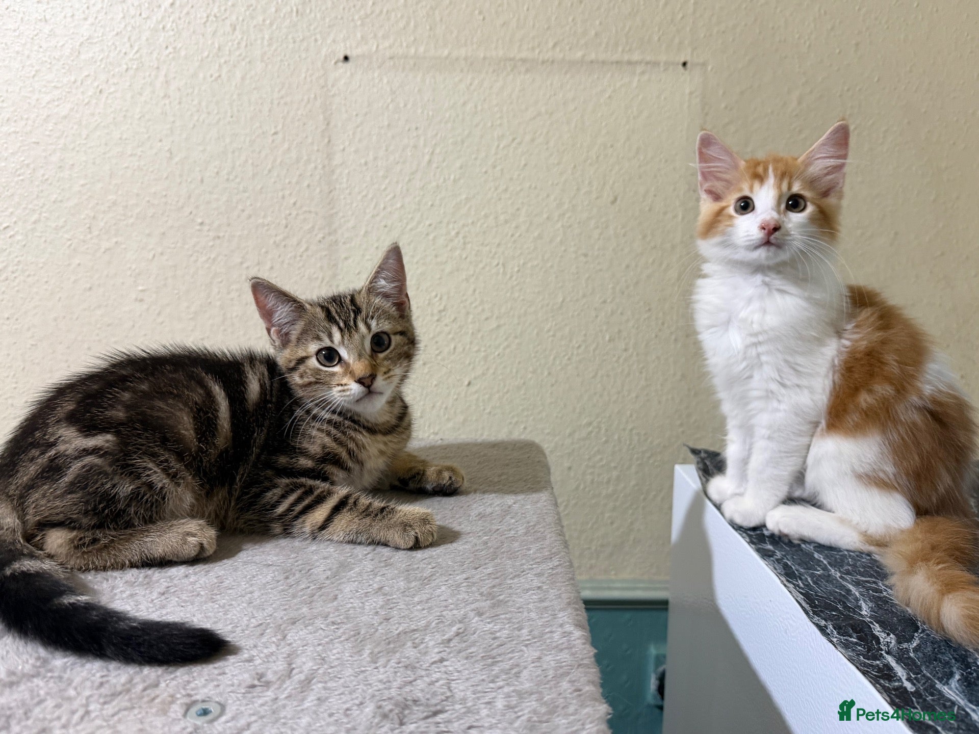 Domestic Shorthair cats Beautiful Kittens Looking for Loving Homes  - Advert 12