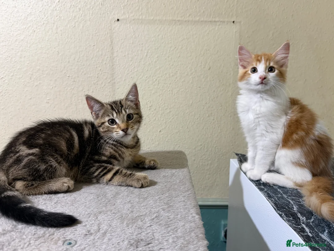 Domestic Shorthair cats for sale: Beautiful Kittens Looking for Loving Homes  - Advert 1