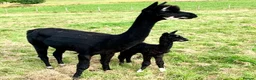 Alpaca livestock for sale: Beautiful group of coloured female alpaca and cria - Advert 5