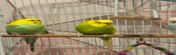 Budgerigars birds for sale: 4 Budgies for sale - Advert 2