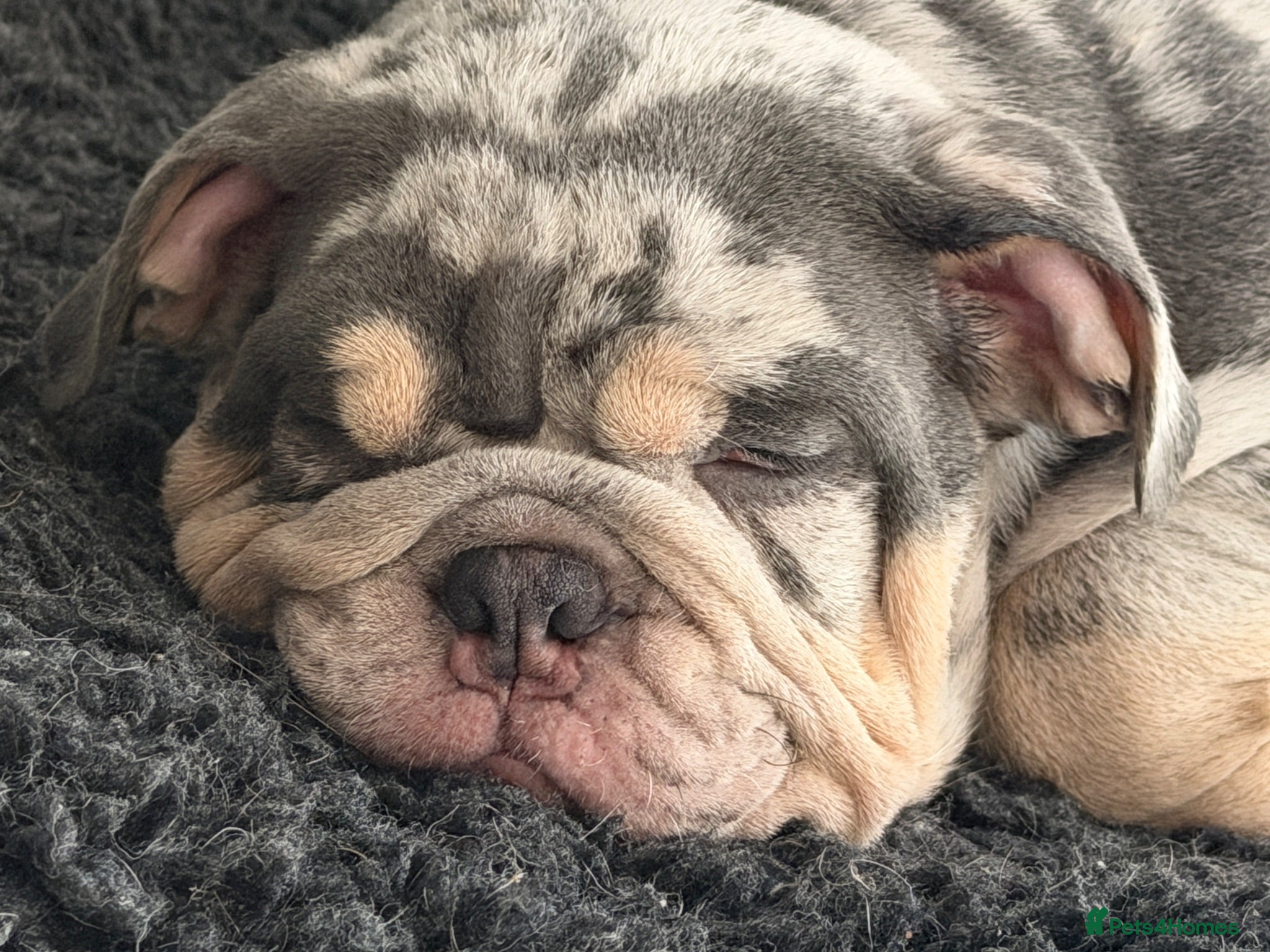 English Bulldog dogs KC registered Quality pups READY NOW  - Advert 2