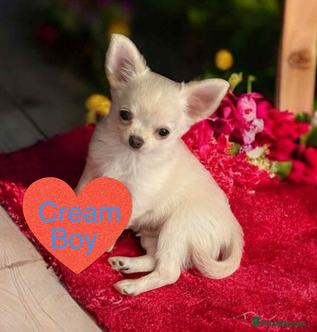 Chihuahua dogs for sale: Chihuahua  - Image 3