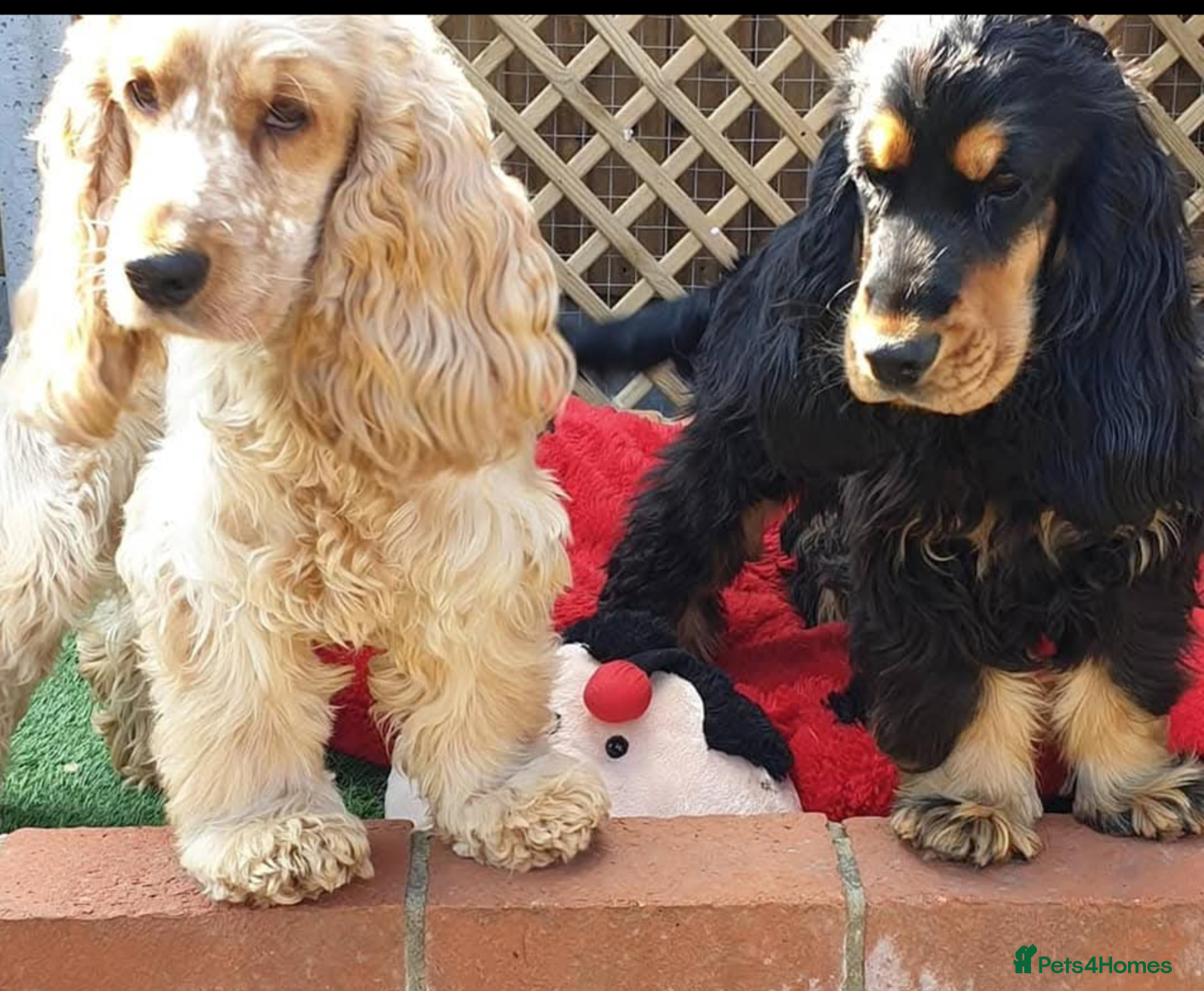 Cocker Spaniel dogs show cocker spaniel puppies health tested parents - Advert 2