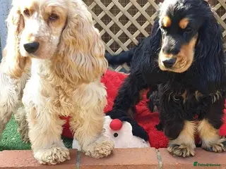 Cocker Spaniel dogs show cocker spaniel puppies health tested parents - Advert 2