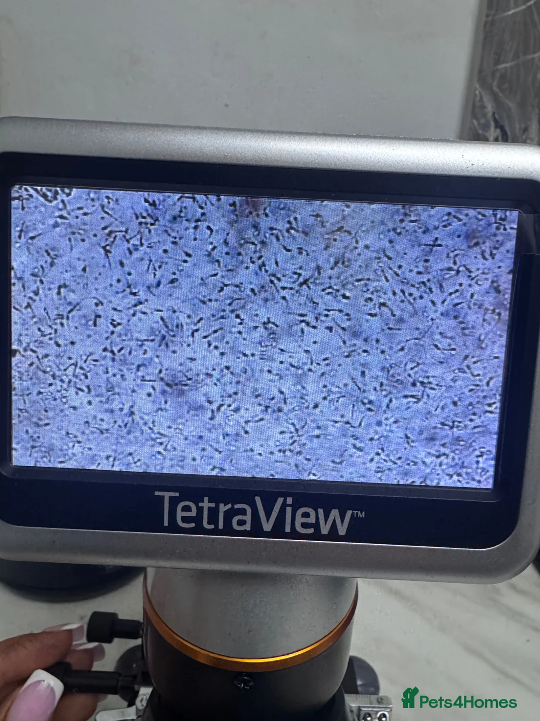 Maltese dogs for stud: Full KOREAN health ✅ tiny stud licensed 5* quality - Advert 9