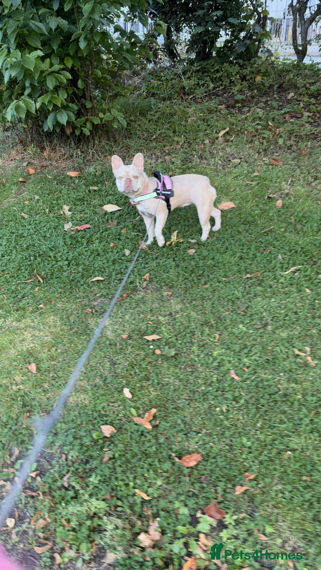 French Bulldog dogs for sale: French bulldog  - Image 3