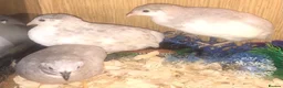 Quail poultry for sale: QUAIL HATCHING EGGS/CHINESE PAINTED BUTTONS - Advert 18