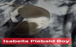 Miniature Dachshund dogs for sale: Miniature dachshund puppies KC Reg - Image 11