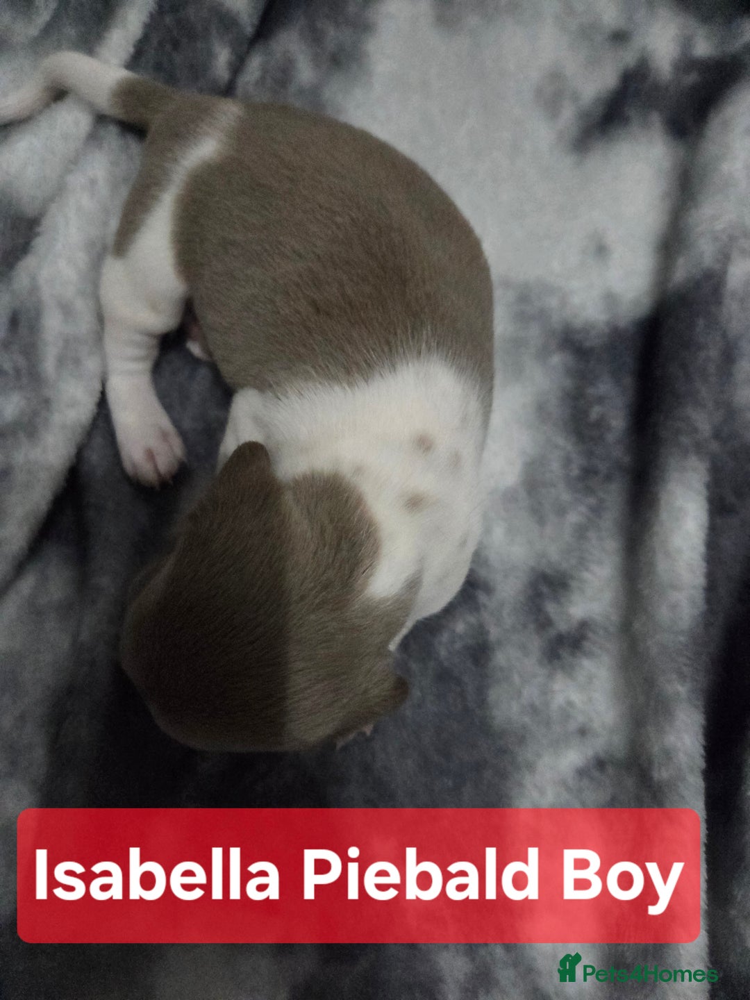 Miniature Dachshund dogs for sale: Miniature dachshund puppies KC Reg - Image 11
