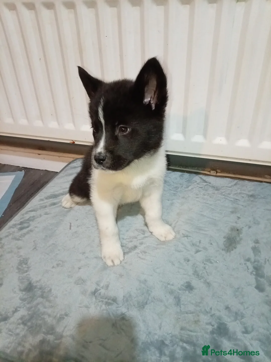 Akita dogs for sale: American Akita puppies READY TO GO - Advert 2