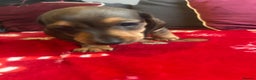 Miniature Dachshund dogs for sale: Miniature dachshund puppy’s  - Advert 21
