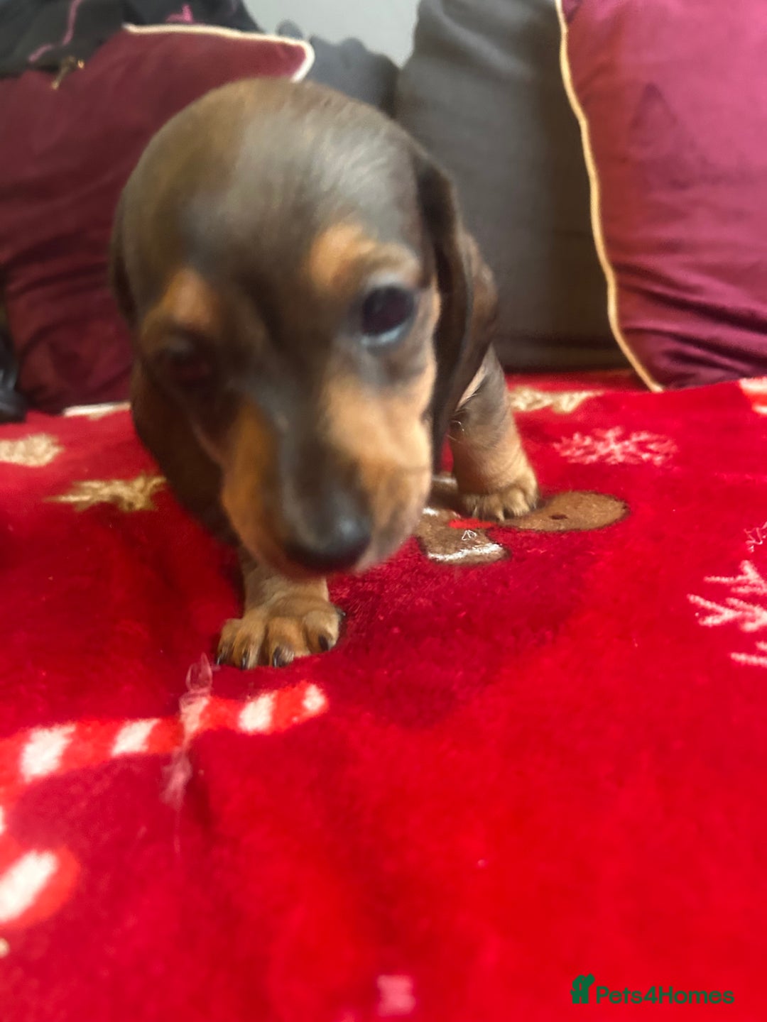 Miniature Dachshund dogs for sale: Miniature dachshund puppy’s  - Advert 21