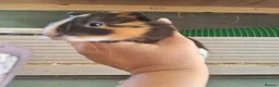 Guinea Pig rodents for sale: Baby Guinea pigs  ready now  - Advert 4