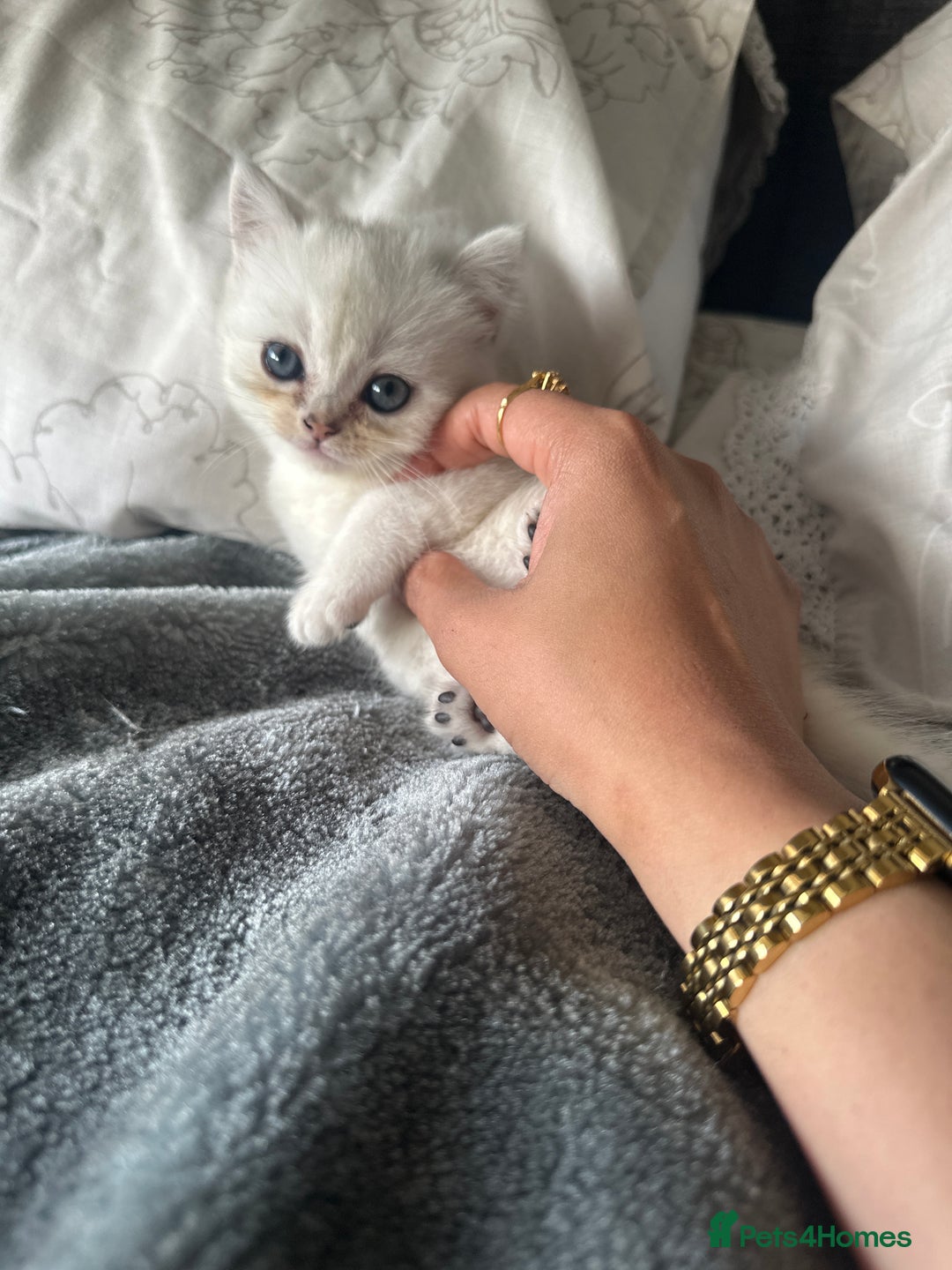 Persian cats for sale: Beautiful British shorthair silver tip mix breed - Image 2