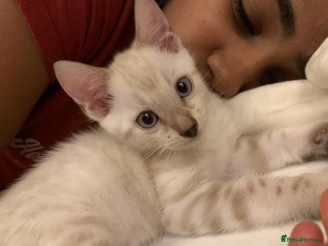 Bengal cats for sale: High Quality Bengal Kittens  in Chigwell - Advert 2