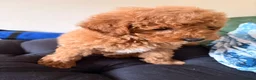 Maltipoo dogs for sale: MALTIPOO RED BOY  - Advert 10