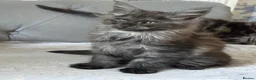 Maine Coon cats for sale: Large Tica Polly kittens - Advert 15