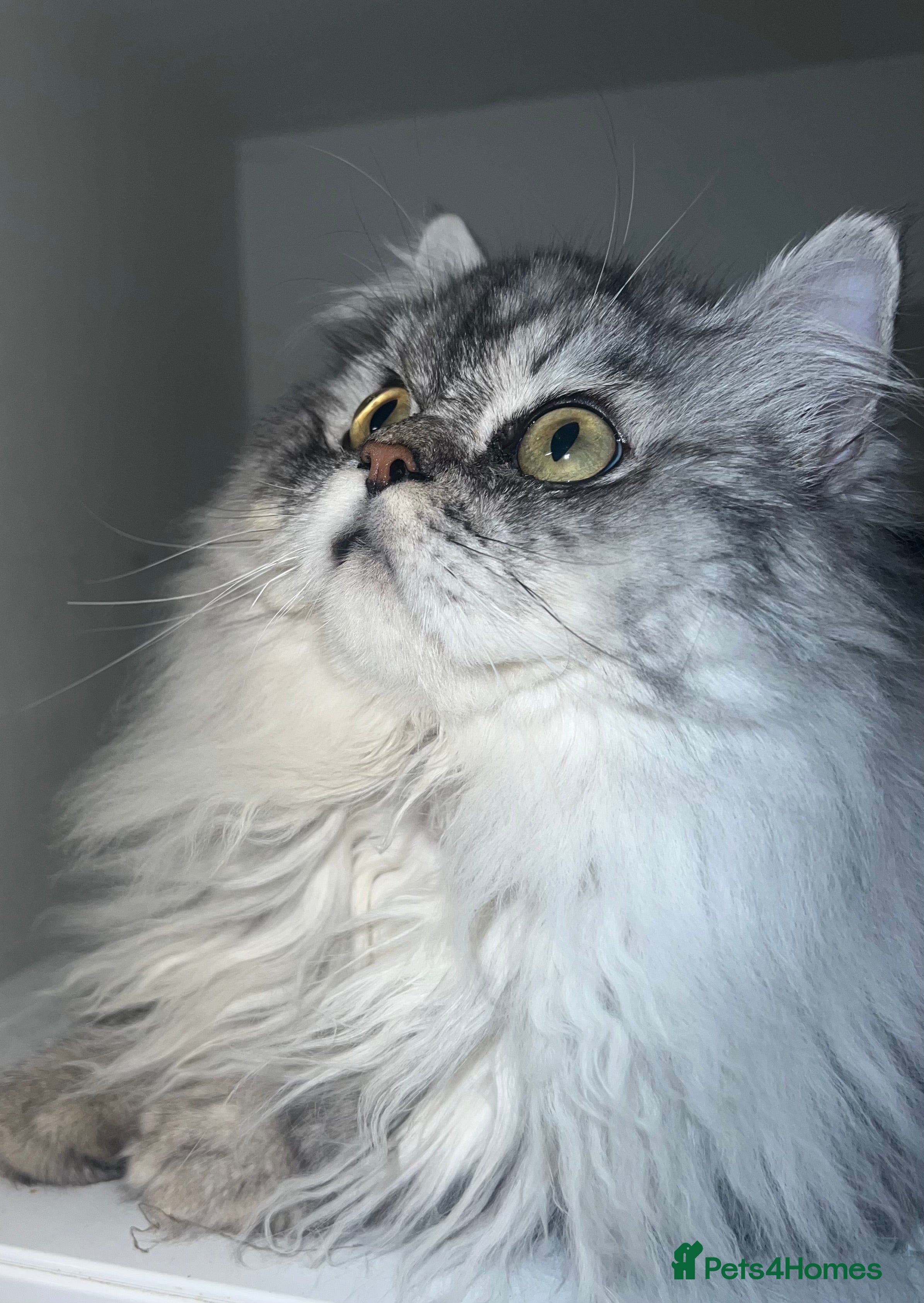 Persian cats chinchilla Persian stud ONLY  - Advert 13