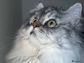 Persian cats chinchilla Persian stud ONLY - Advert 13