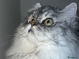 Persian cats chinchilla Persian stud ONLY - Advert 5