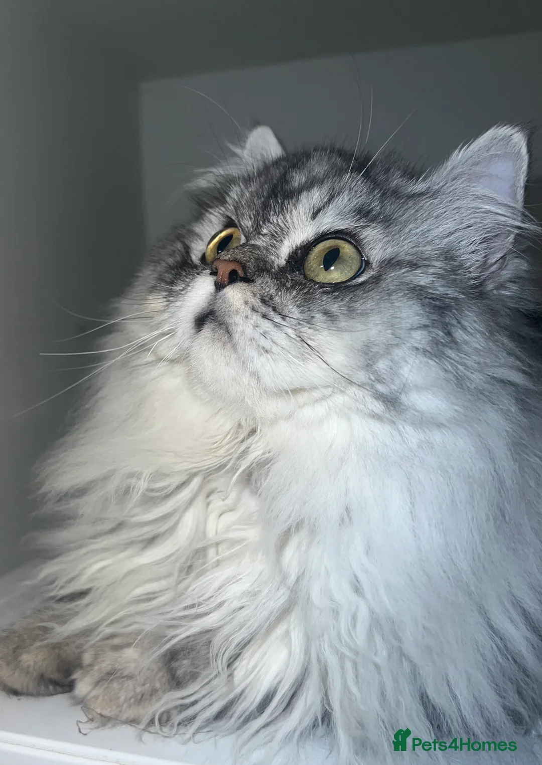 Persian cats for stud: chinchilla Persian proven stud ONLY not for sale  - Advert 1